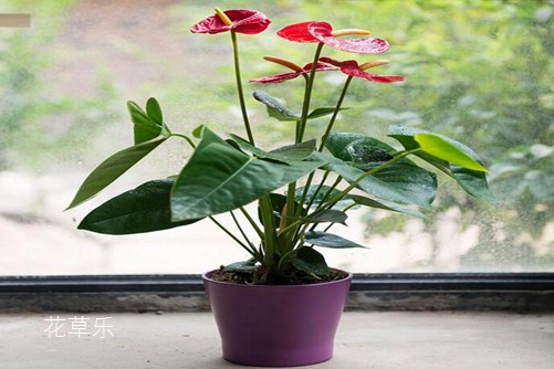 9100镜头亚洲AV综合色区无码专区桃色，解码科技与艺术的交融，捕捉生活中的非凡瞬间
