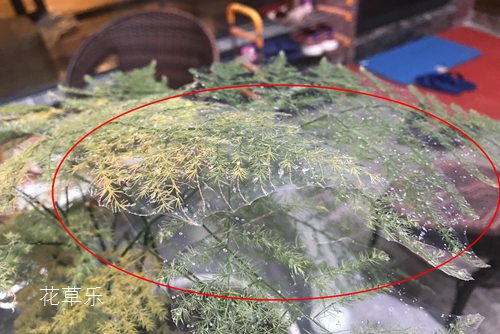 蜂密红茶男人的天堂东京av专区，探秘蜂密红茶的甜蜜旅程
