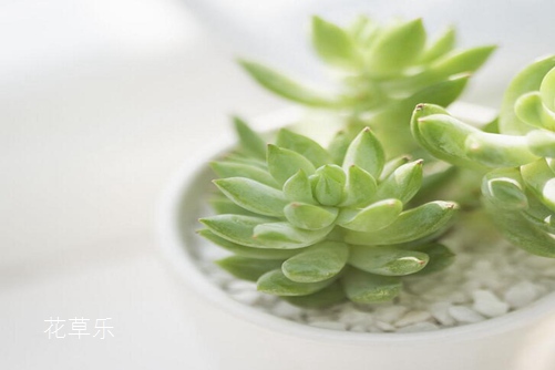 定焦镜头的使用技巧亚洲AV综合色区无码专区桃色，从新手到专家的使用技巧深度解析