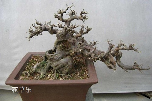 枸杞根久久久国产精品无码嫩草，解锁千年养生密码，探秘大自然的健康宝藏