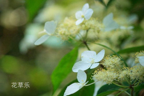 女神盼盼在那个乐园中文人妻av久久人妻18，揭秘梦幻世界的神秘面纱